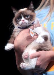 Grumpy cat.jpg