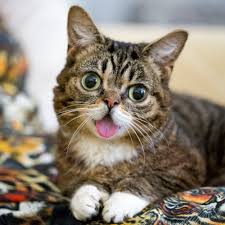 Lil Bub.jpg