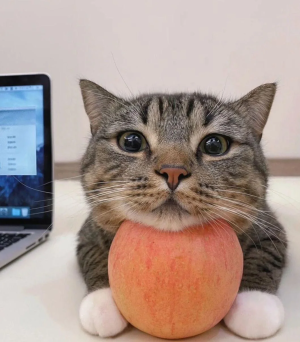 Biscuit Apple Cat.png