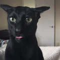 the blepper