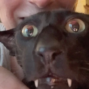 Dex teef.jpg