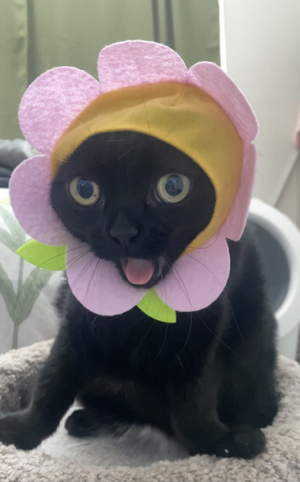 Flower Cat (Jinx).png