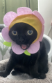 Jinx dressing up as a flower (She just found out a bee died)