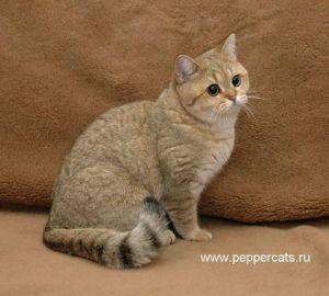 Helia Peppercats.jpg