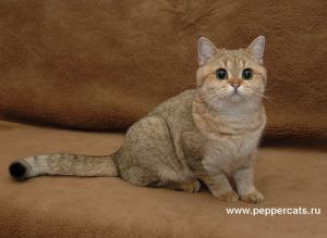 Helia Peppercats4.jpg