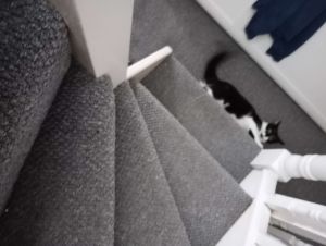 Kitty at the bottom of dem stairs.jpg