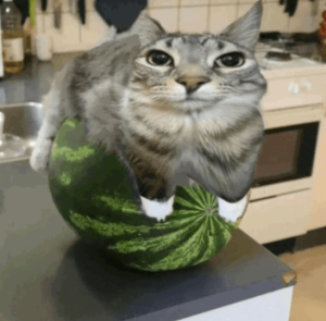 Watermelon cat.png