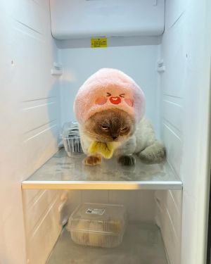 Xiaojie fridge.jpg