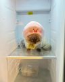 Xiao Jie on fridge