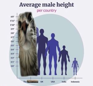 Zazu height chart.jpg