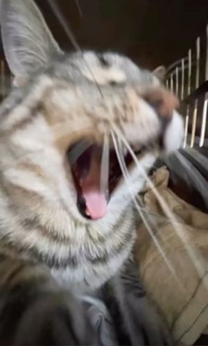 Zazu yawn.jpg